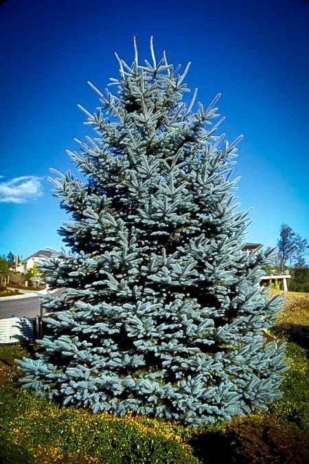 fat-albert-colorado-blue-spruce-planting-Parker-CO