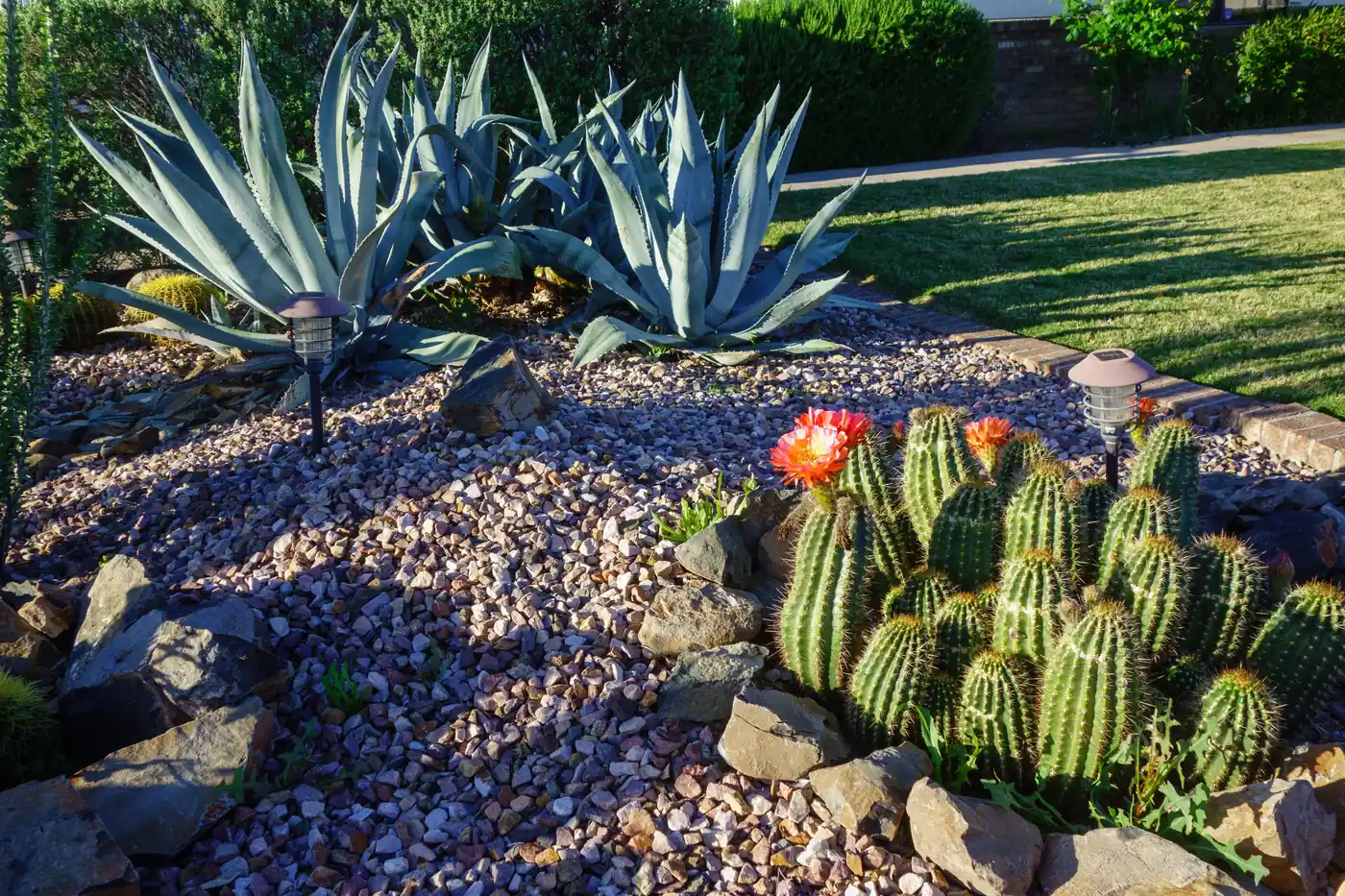 Agave and blooming cactus in a gravel xeriscape bed in Castle Rock, near Parker, CO