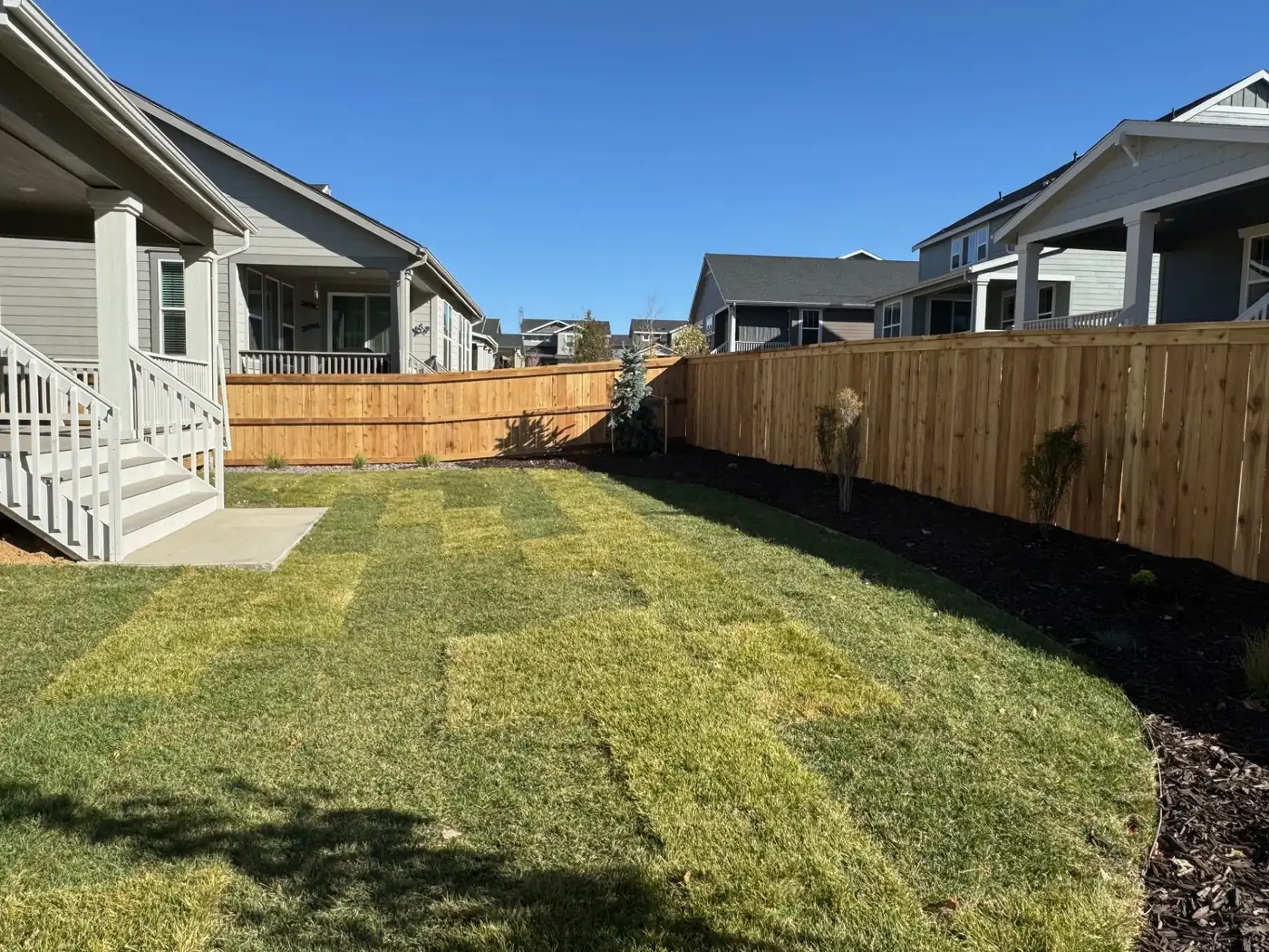 Fresh sod rolled out in a fenced backyard with mulch beds and young trees in Parker, CO