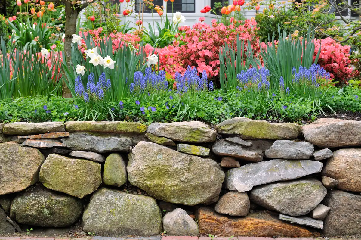 Natural stone retaining wall holding a spring flower garden of tulips and hyacinths in Parker, CO